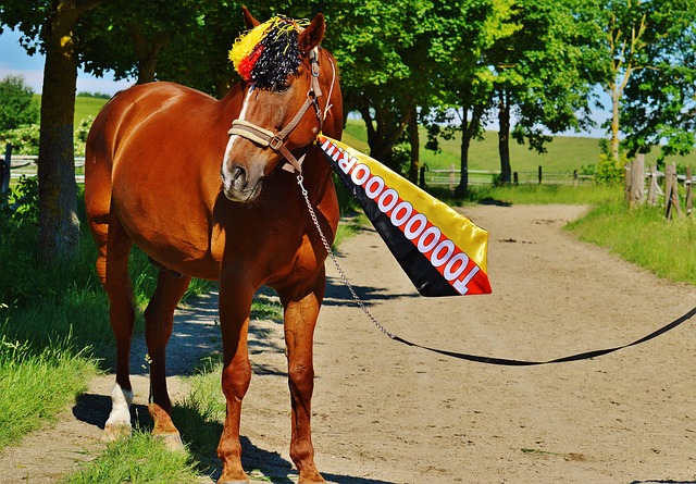 的伤病可能 的伤病可能