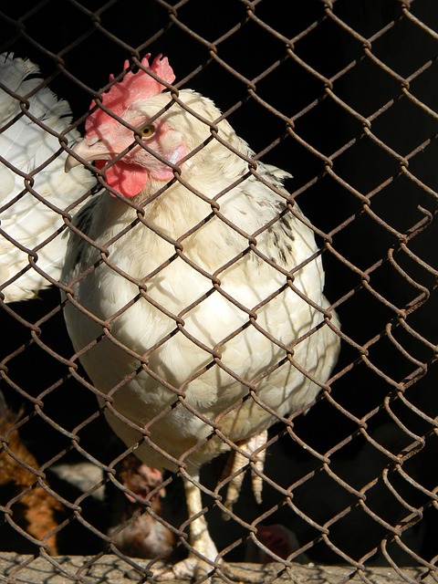 29岁铁卫 29岁铁卫